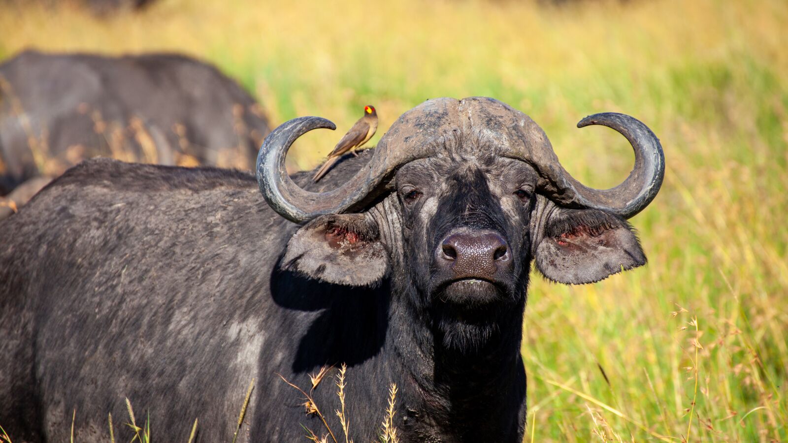 Canon EOS 5D Mark II sample photo. Buffalo, bird, black photography