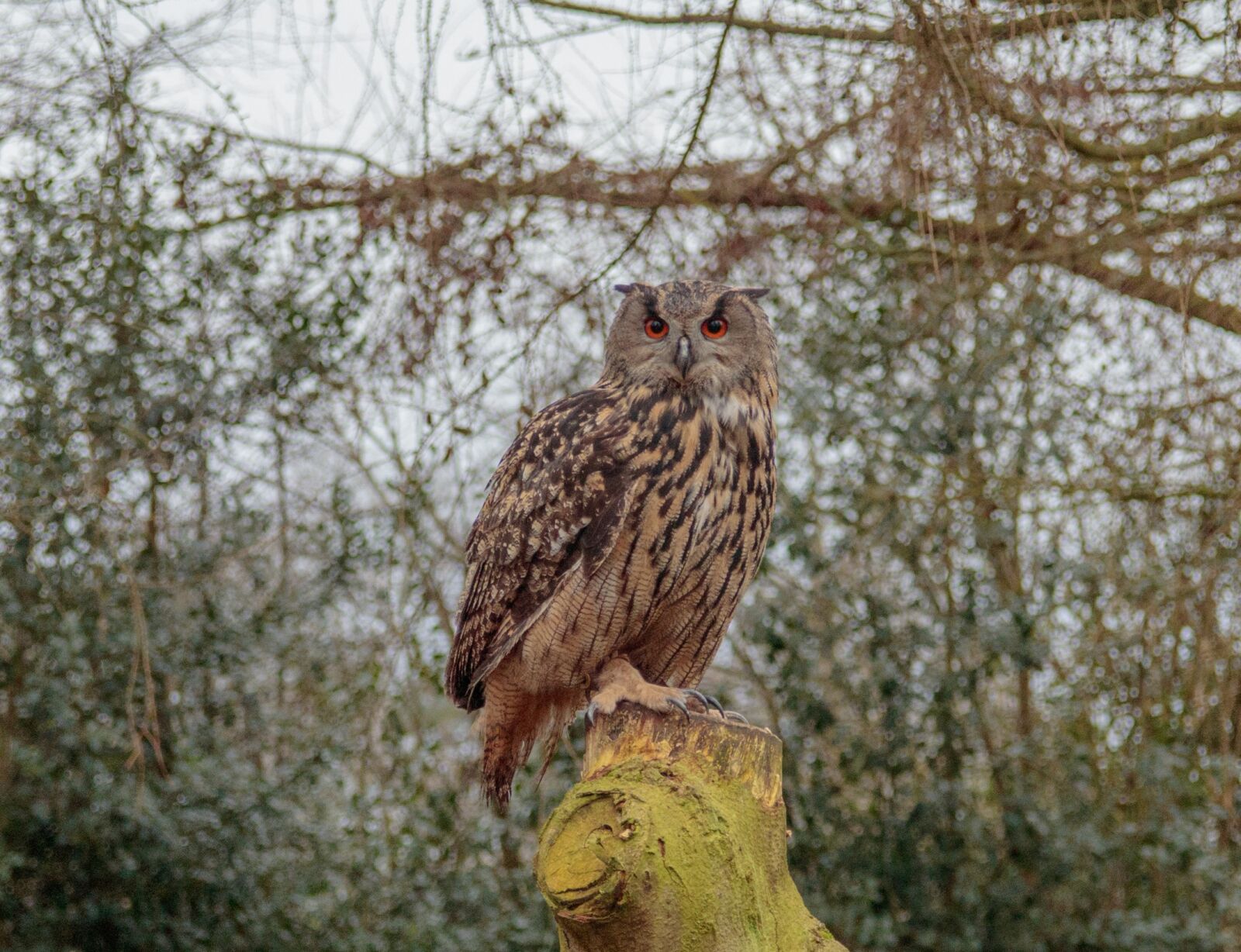 Canon EOS 80D sample photo. Eurasian eagle owl, nature photography