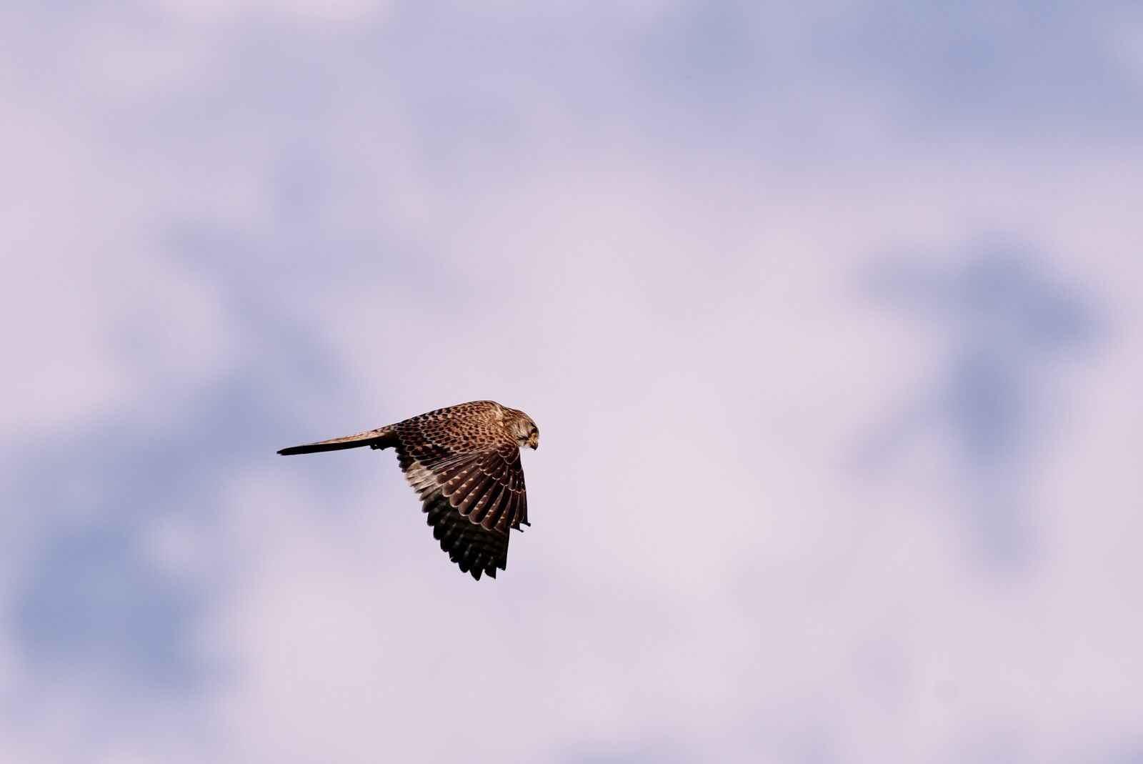 Nikon D500 sample photo. Valk, bird of prey photography