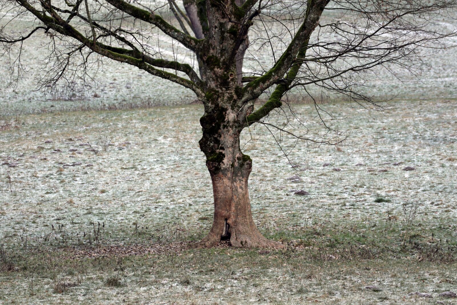 Canon EOS 7D Mark II sample photo. Tree, landscape, frost photography