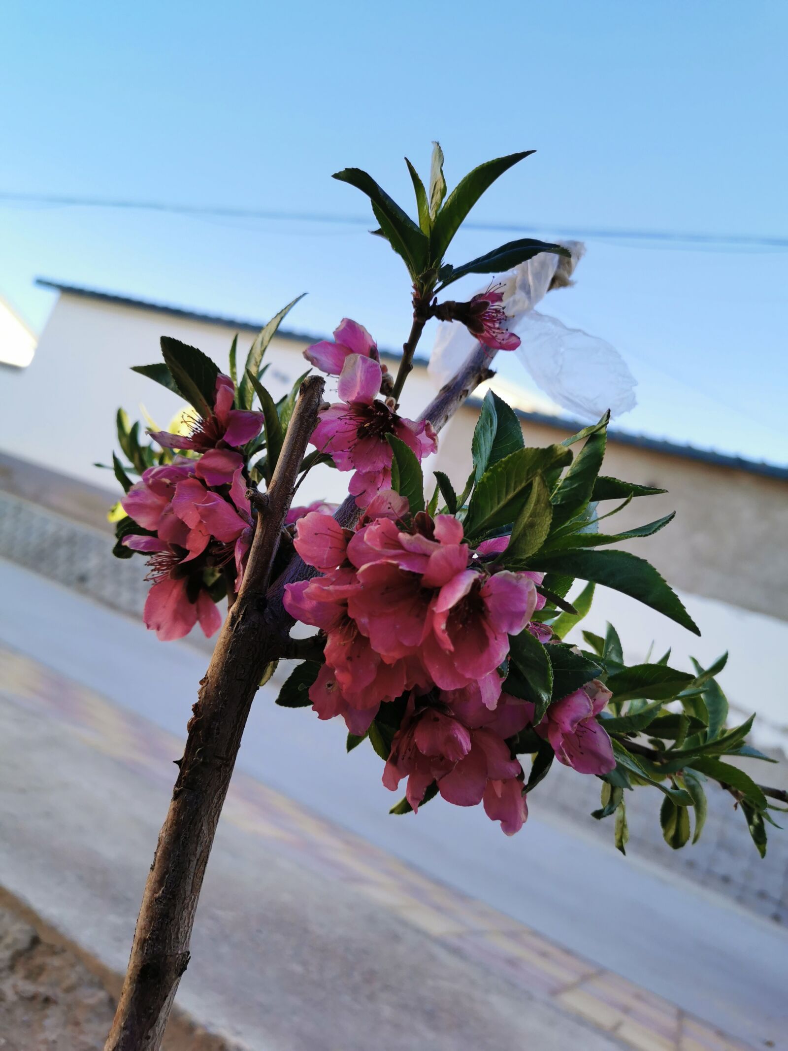 HUAWEI P30 sample photo. Crown of thorns, may photography