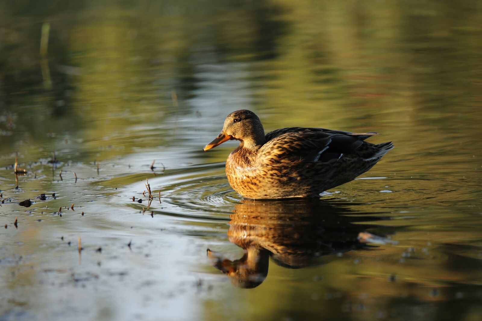 Canon EOS 7D Mark II sample photo. Mallard, female, duck photography