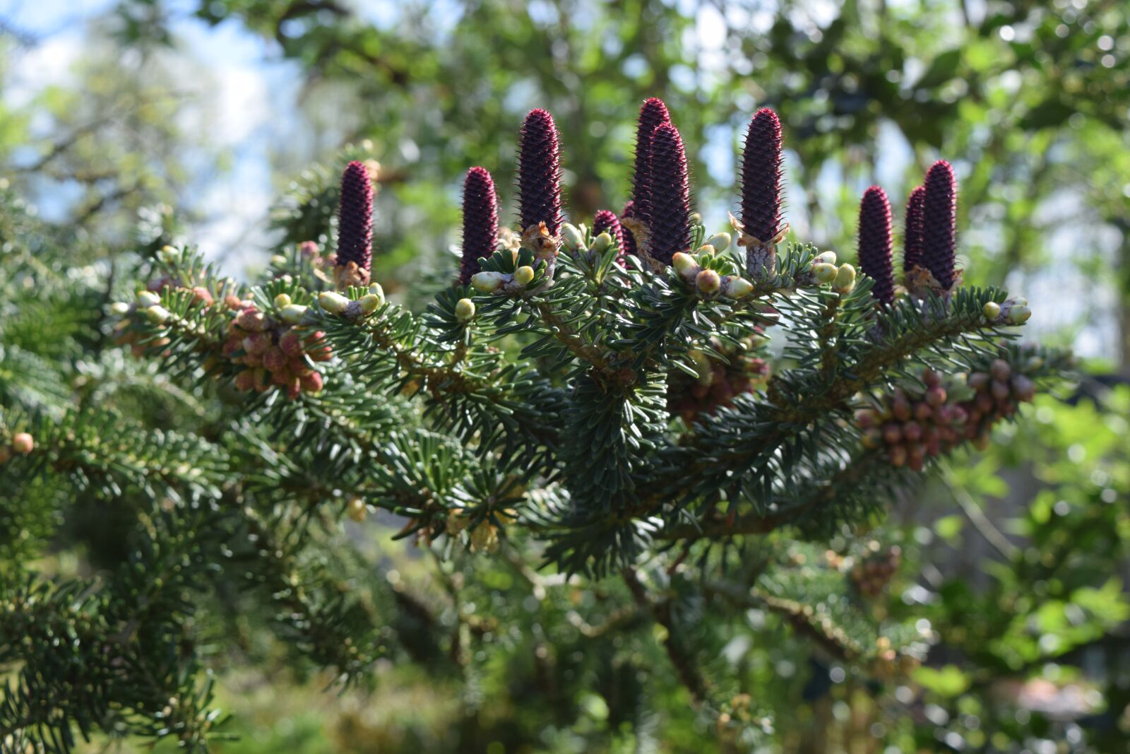 Nikon D3300 sample photo. Conifer, cones, nature photography