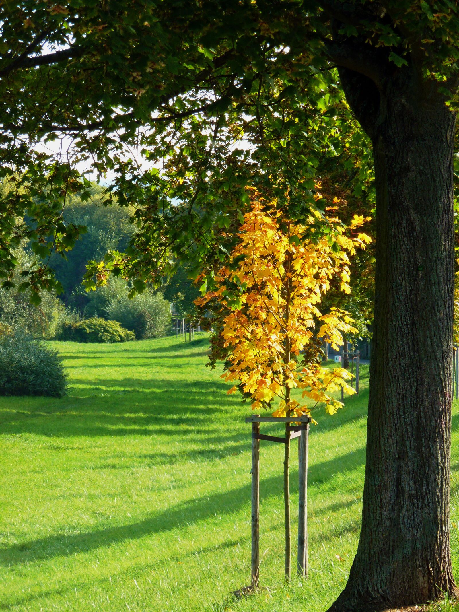 Panasonic DMC-TZ7 sample photo. Autumn, autumn leaf, fall photography