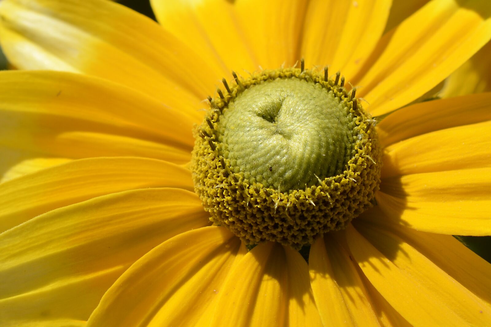 Nikon D7100 sample photo. Rudbekie, blossom, bloom photography
