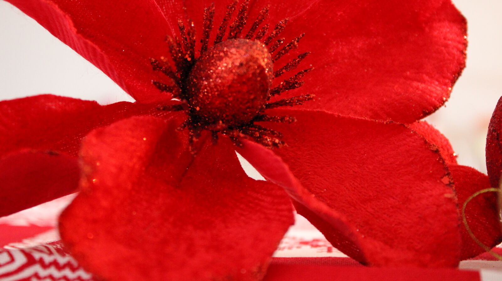 Canon EOS 2000D (EOS Rebel T7 / EOS Kiss X90 / EOS 1500D) sample photo. Flower, red, christmas photography