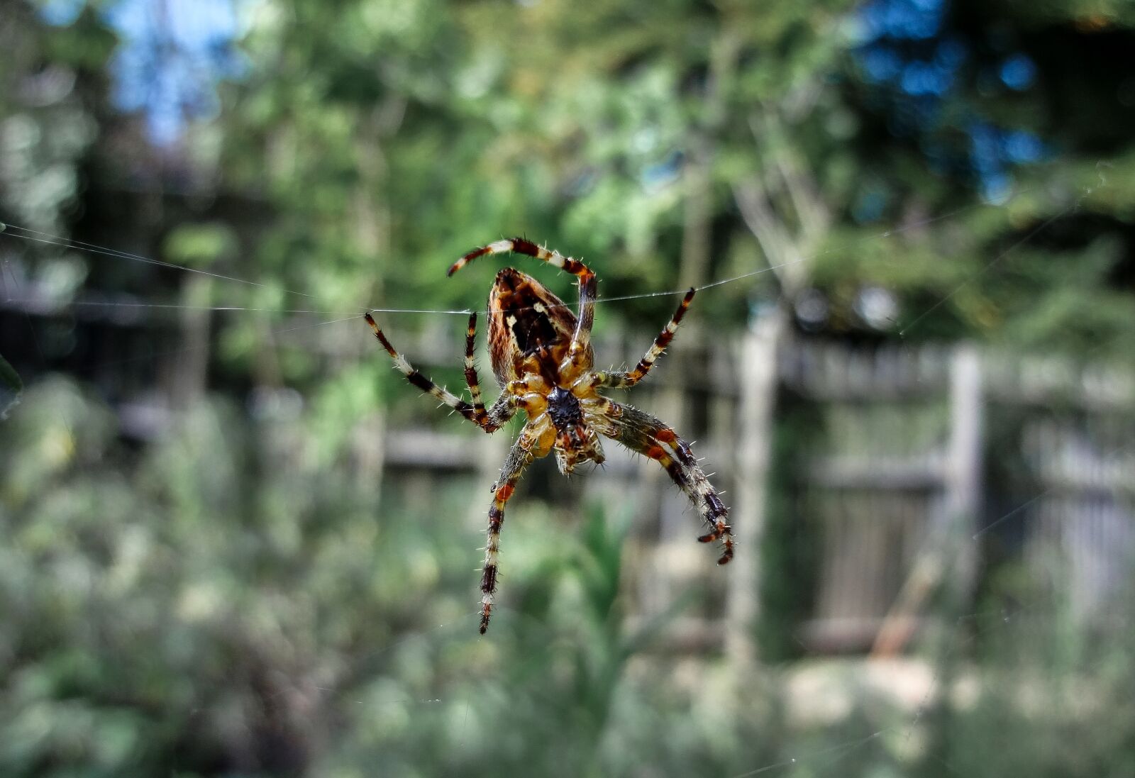Sony DSC-WX7 sample photo. Spider, fear, phobia photography