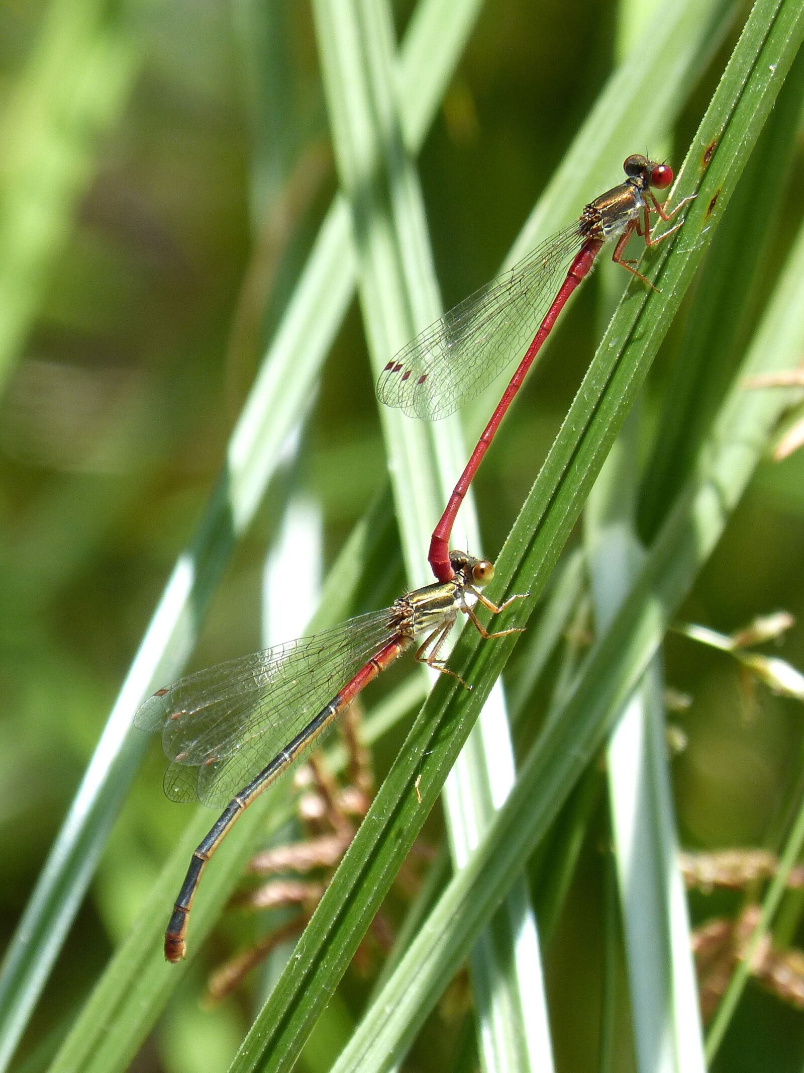 Panasonic DMC-FZ62 sample photo. Red dragonfly, damselfly, leaf photography