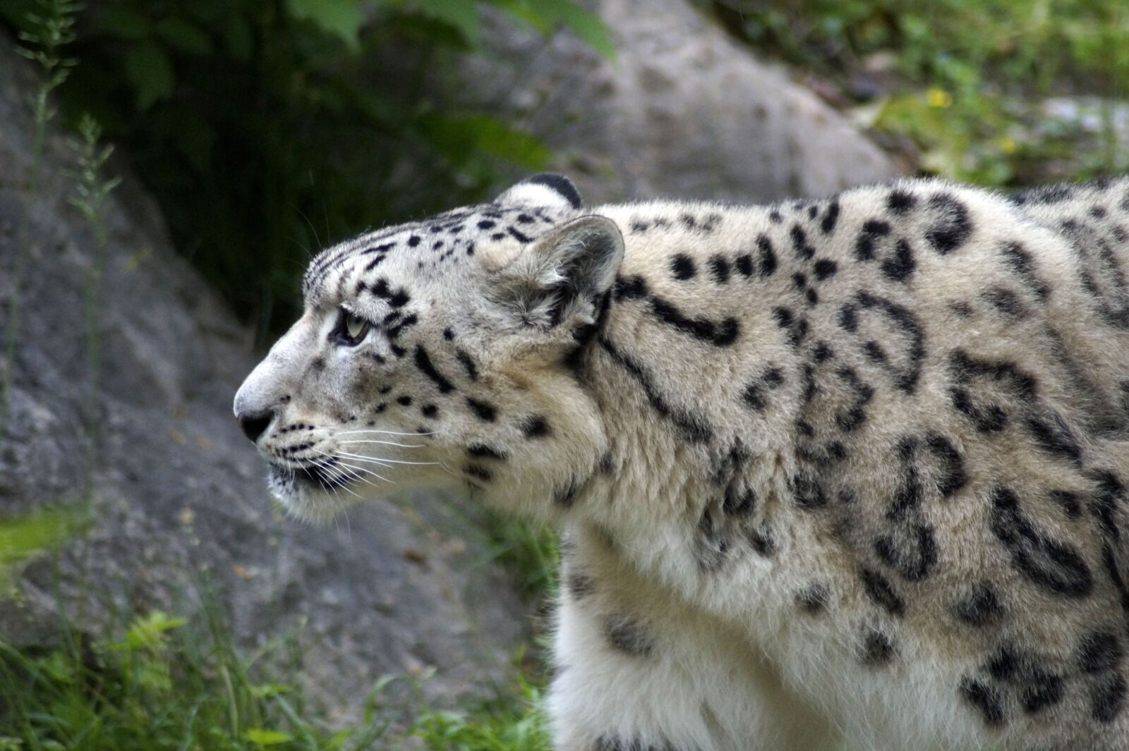 Sony SLT-A58 sample photo. Snow leopard, predator, big photography