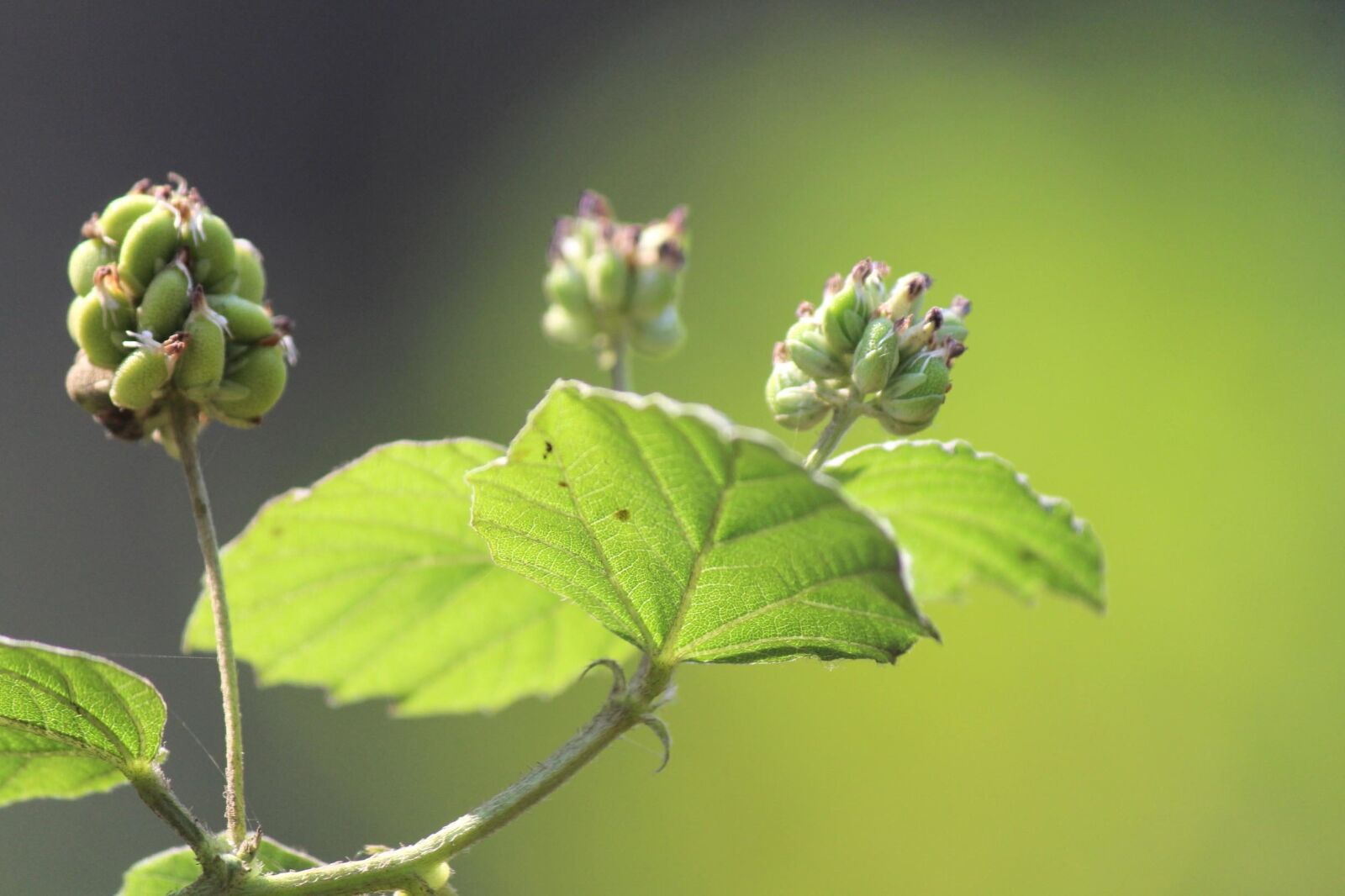 Canon EOS 600D (Rebel EOS T3i / EOS Kiss X5) sample photo. Beautiful, leaf, plant, herb photography