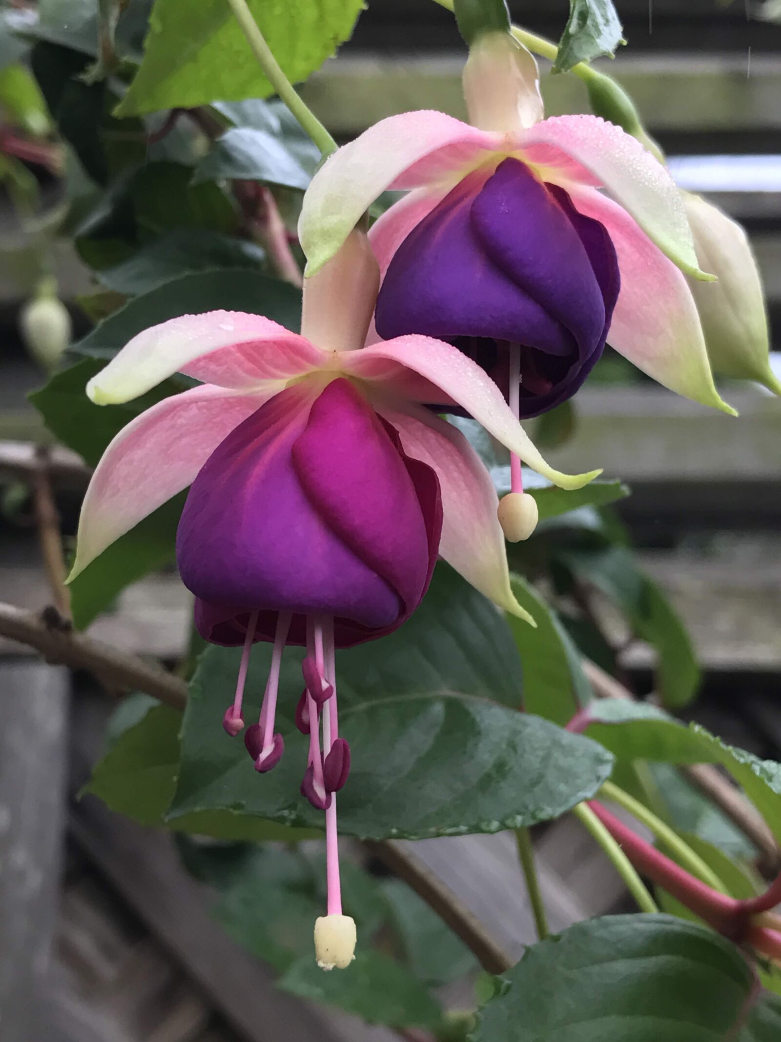 iPhone 7 back camera 3.99mm f/1.8 sample photo. Spring, may, flowers photography