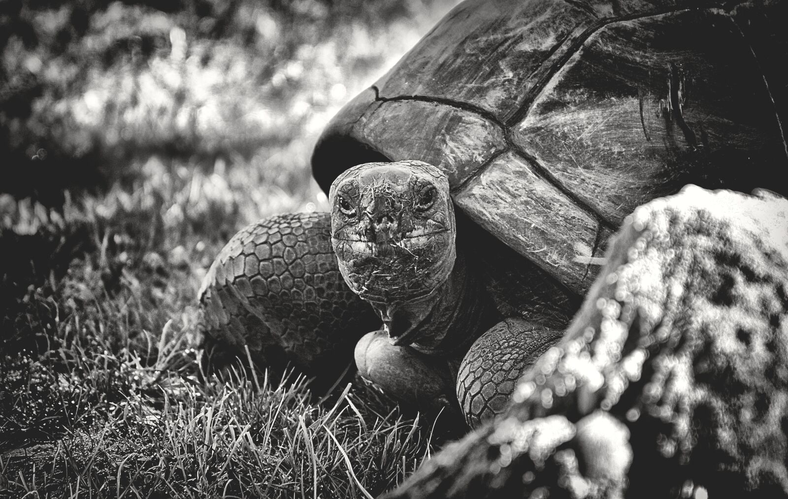 Nikon D7200 sample photo. Giant tortoise, animal, panzer photography