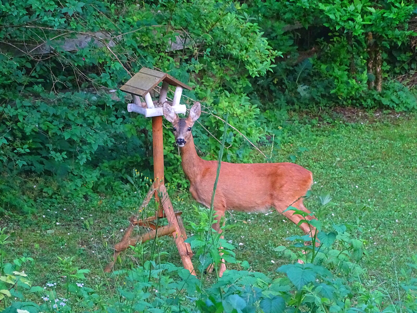 Sony Cyber-shot DSC-HX400V sample photo. Roe deer, aviary, garden photography