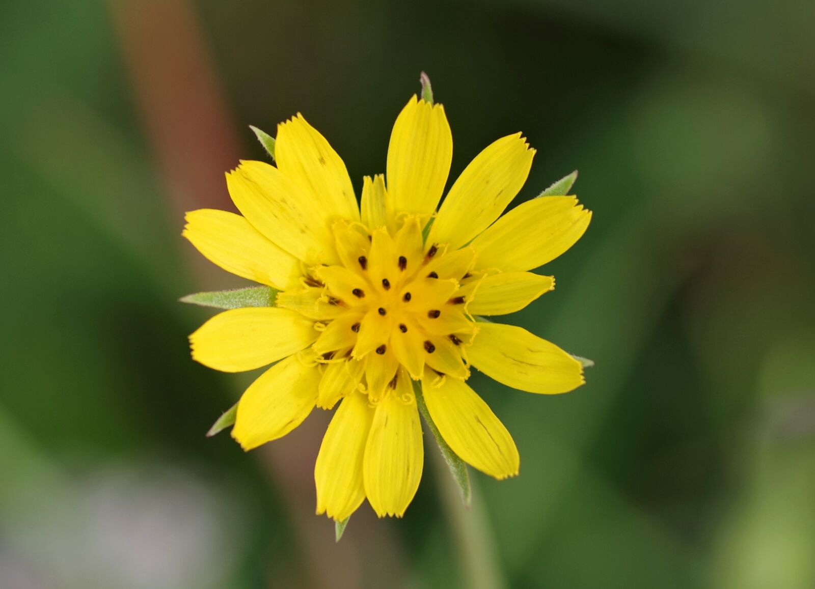 Pentax K-S2 sample photo. Yellow, flower, single photography