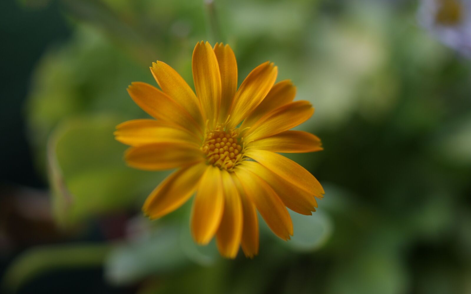 Sony Alpha DSLR-A350 sample photo. Flora, fauna, macro photography