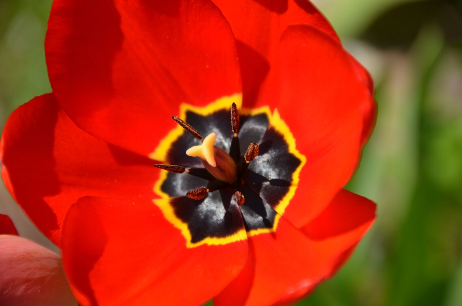 Nikon D7000 sample photo. Tulip, blossom, bloom photography