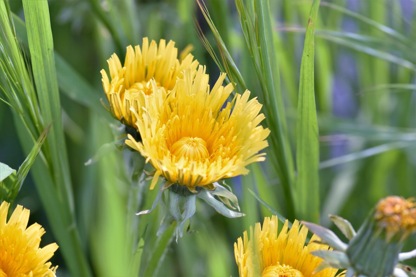 Nikon D5500 sample photo. Flower, blossom, bloom photography