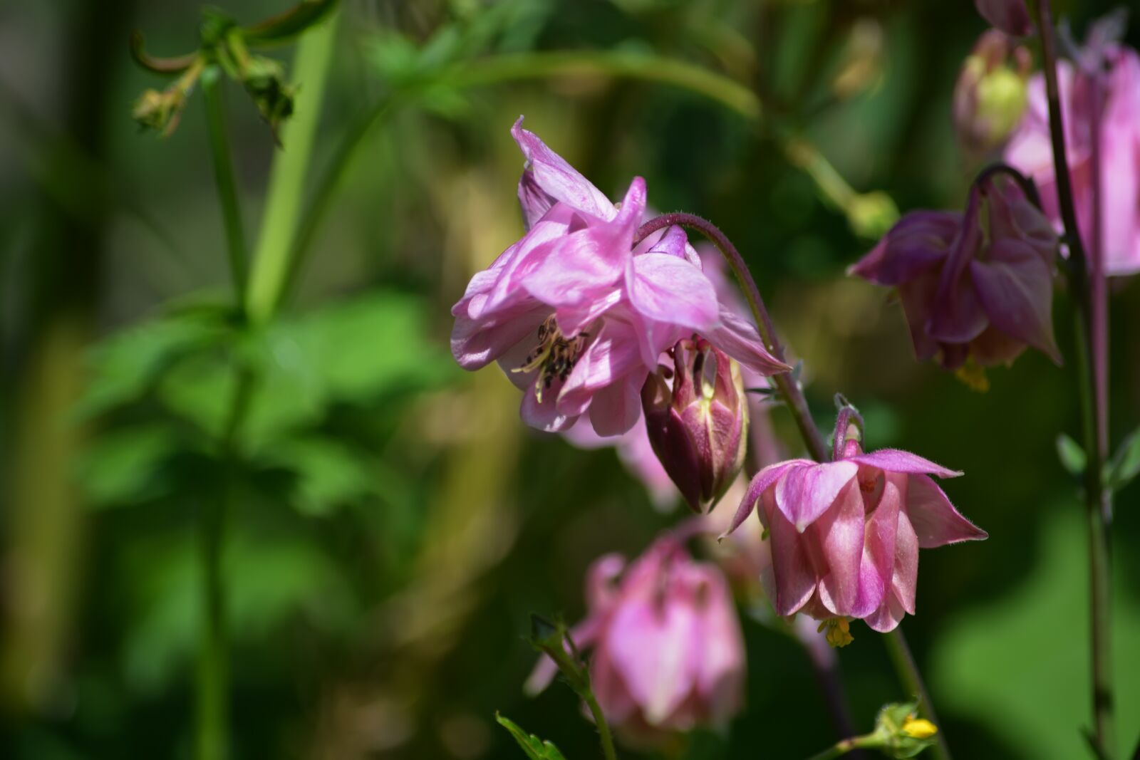 Nikon D5200 sample photo. Flowers, nature, spring photography