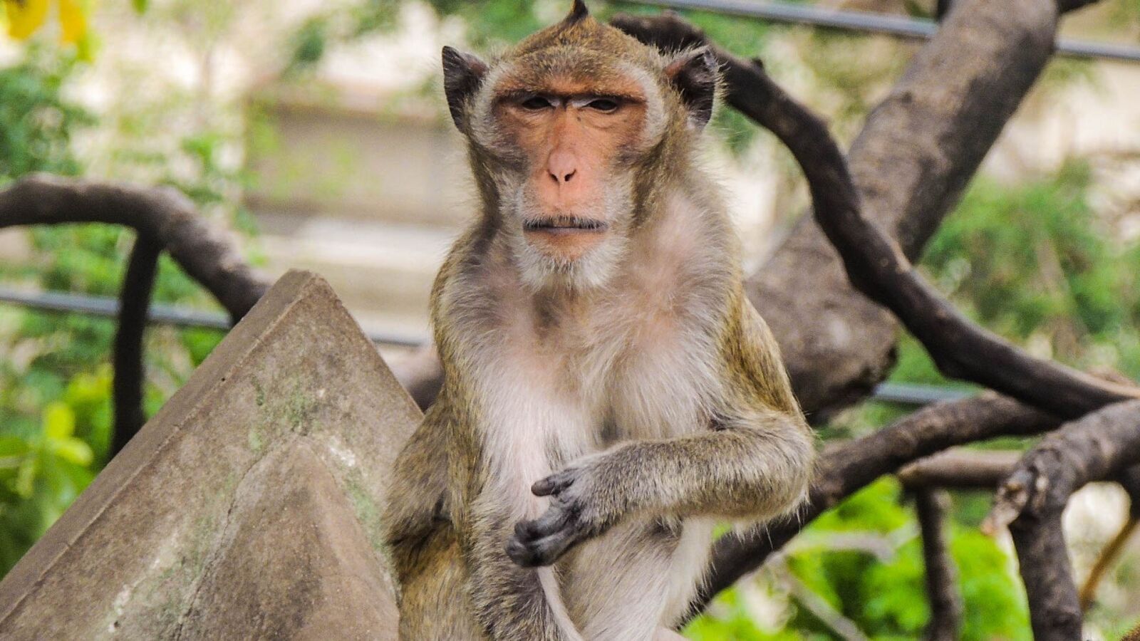 Nikon Coolpix P510 sample photo. Monkey, temple, thailand photography