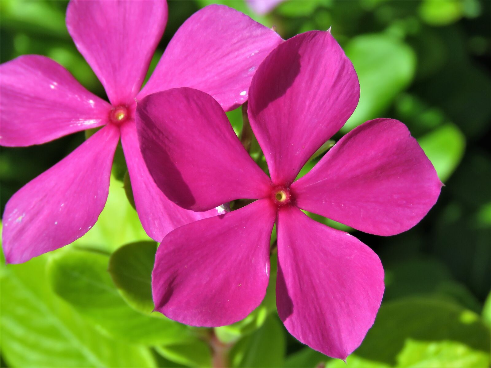 Canon PowerShot SX60 HS sample photo. Flower, purple, green leaves photography