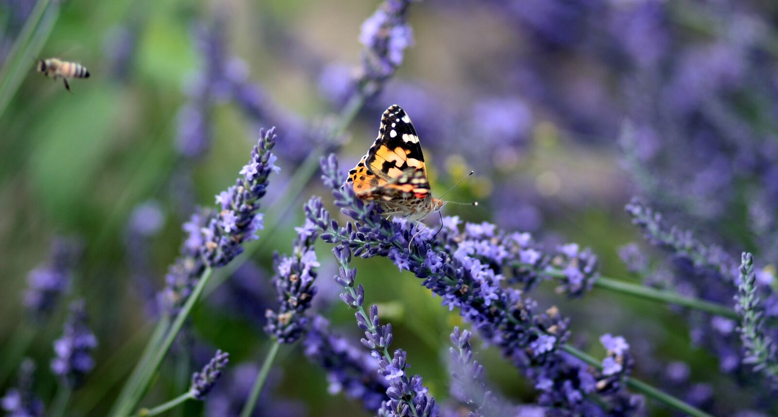 Canon EOS 450D (EOS Rebel XSi / EOS Kiss X2) sample photo. Butterfly, lavender, blue photography
