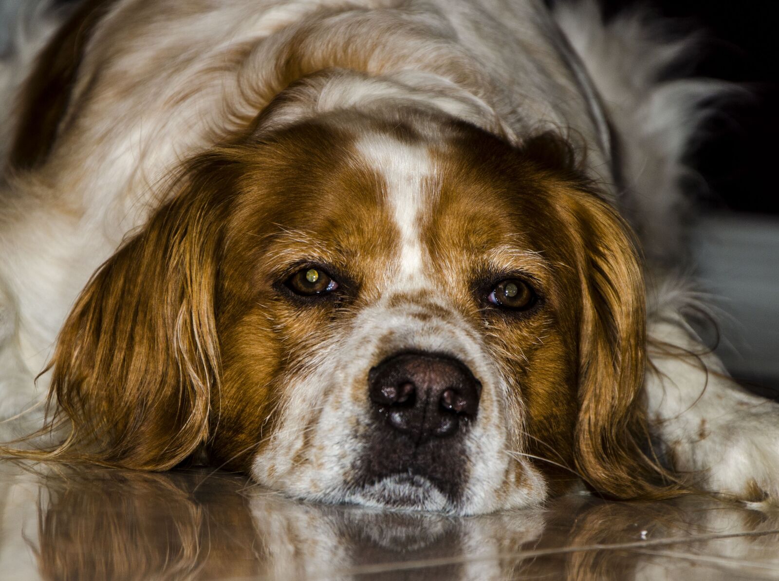 Nikon D7000 sample photo. Hot dog, dog face photography