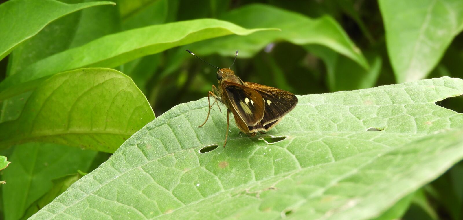 Nikon Coolpix B700 sample photo. Macro, insect, butterfly photography