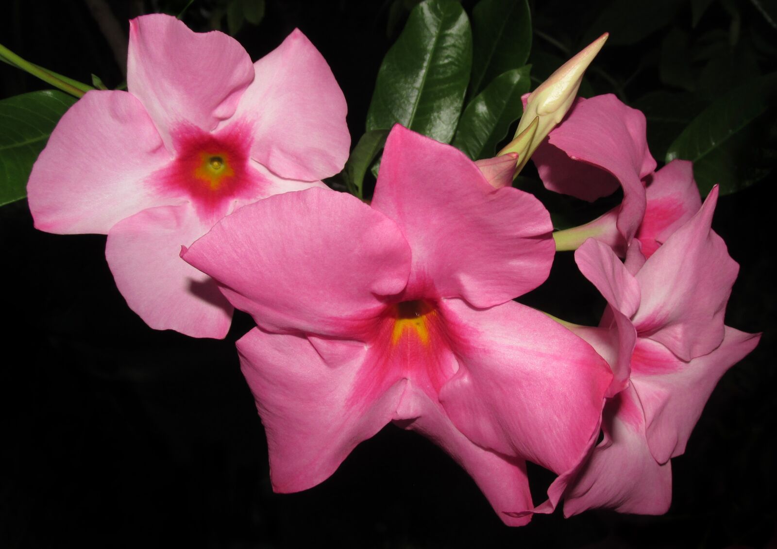 Canon PowerShot SX170 IS sample photo. Flower, pink, mandevilla photography