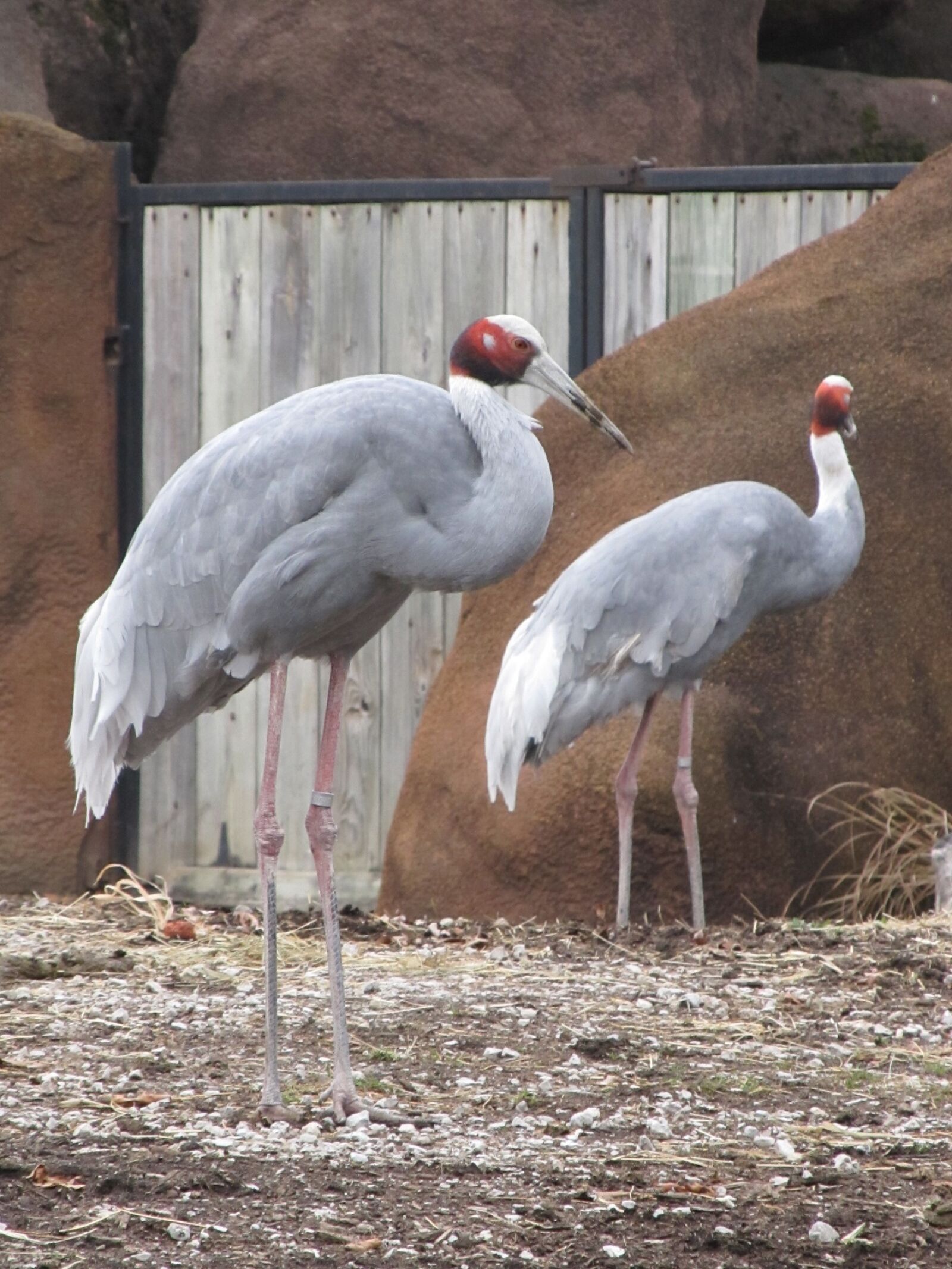 Canon PowerShot SX130 IS sample photo. Sarus cranes, close up photography
