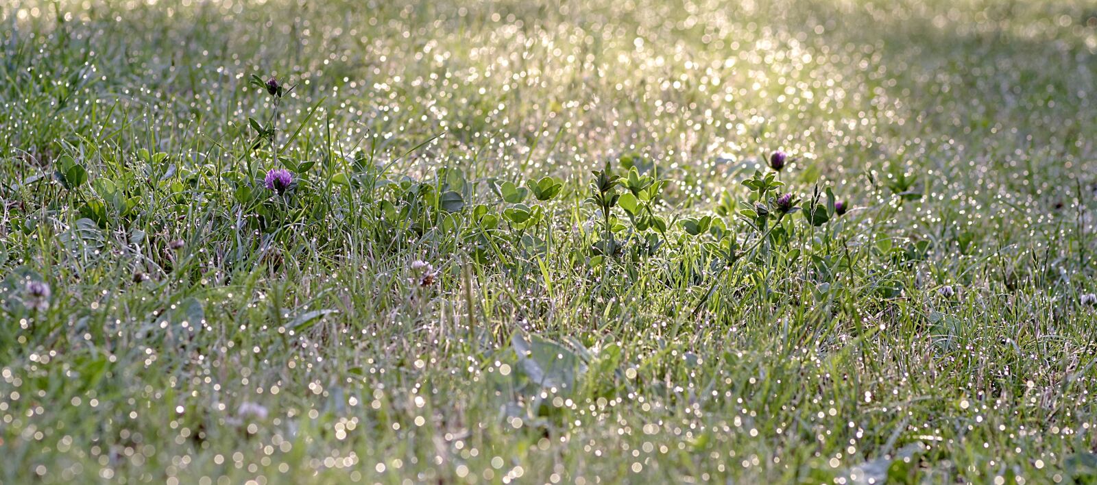 Pentax K-S2 sample photo. Grass, rosa, bliki photography