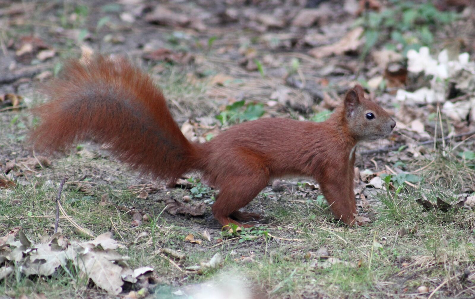 Canon EOS 550D (EOS Rebel T2i / EOS Kiss X4) sample photo. Squirrel, animal, rodent photography