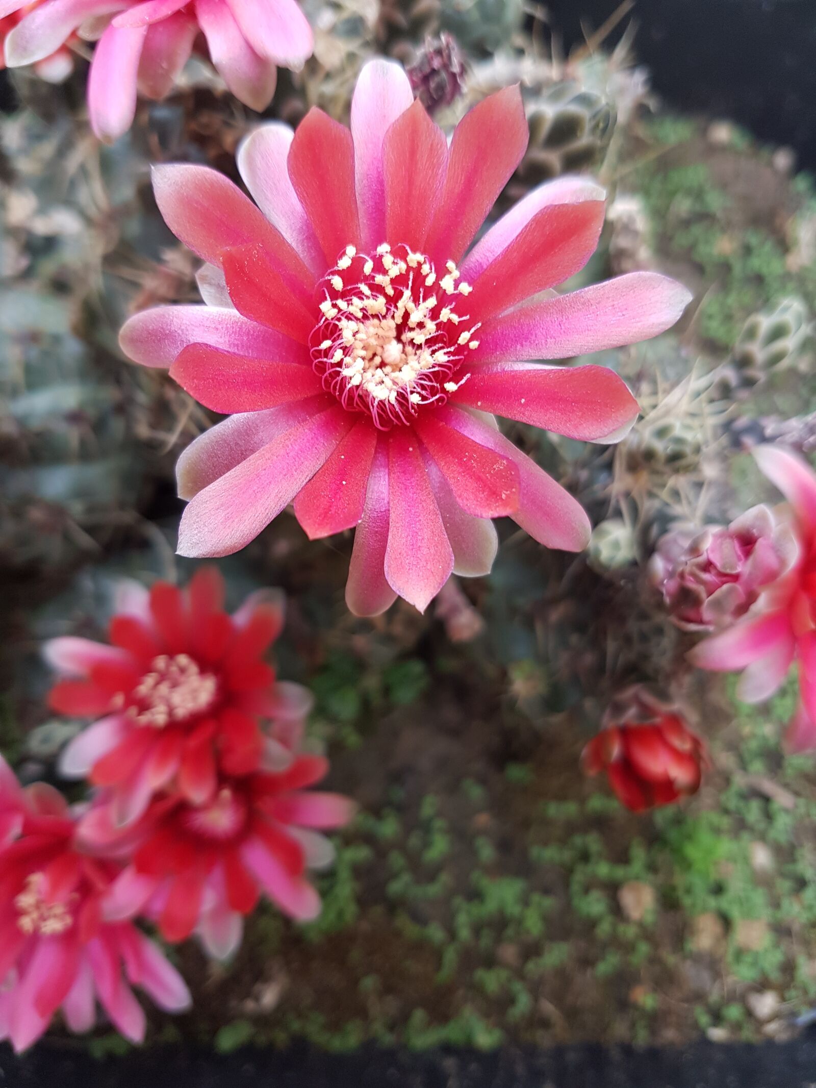 Samsung Galaxy S7 Edge sample photo. Flower, spring, flowers photography