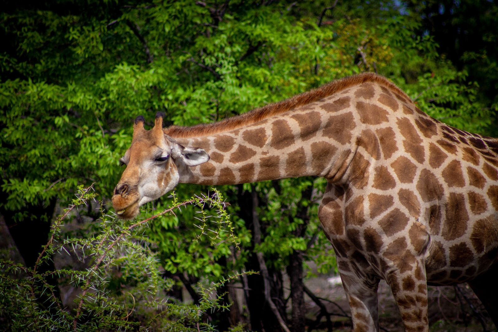 Canon EOS 200D (EOS Rebel SL2 / EOS Kiss X9) sample photo. Giraffe, nature, trees photography