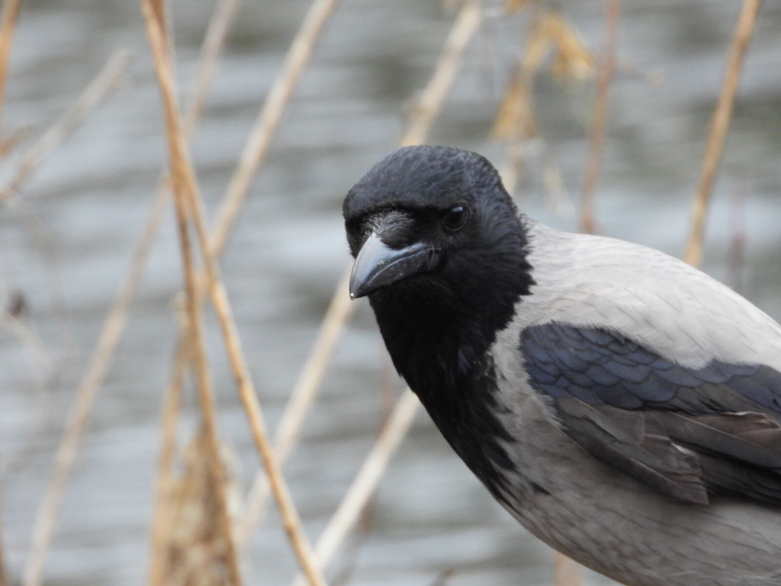Nikon Coolpix P1000 sample photo. Bird, wild, head photography