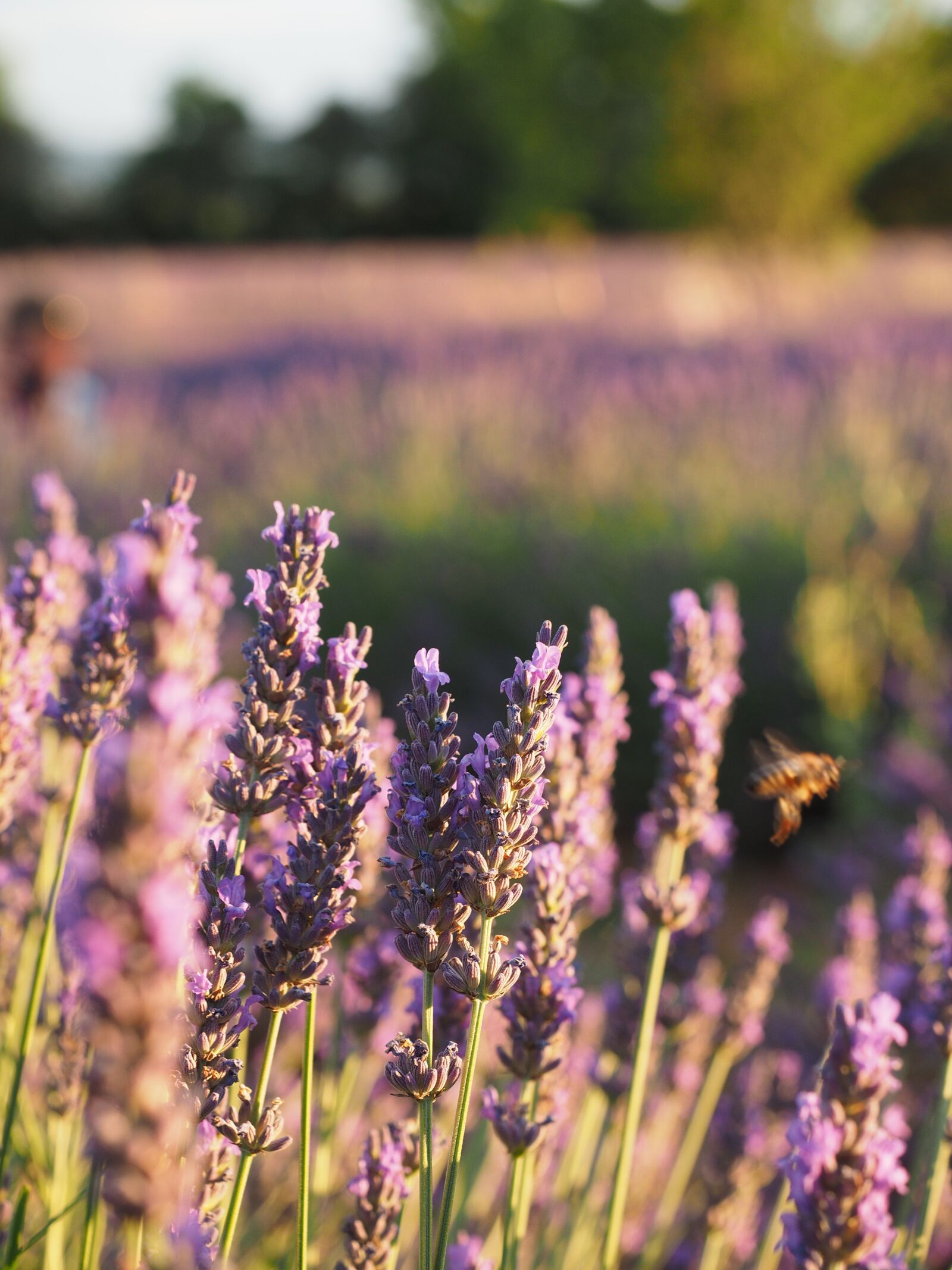 Olympus OM-D E-M1 + Olympus M.Zuiko Digital ED 12-40mm F2.8 Pro sample photo. Lavender field, lavender, evening photography