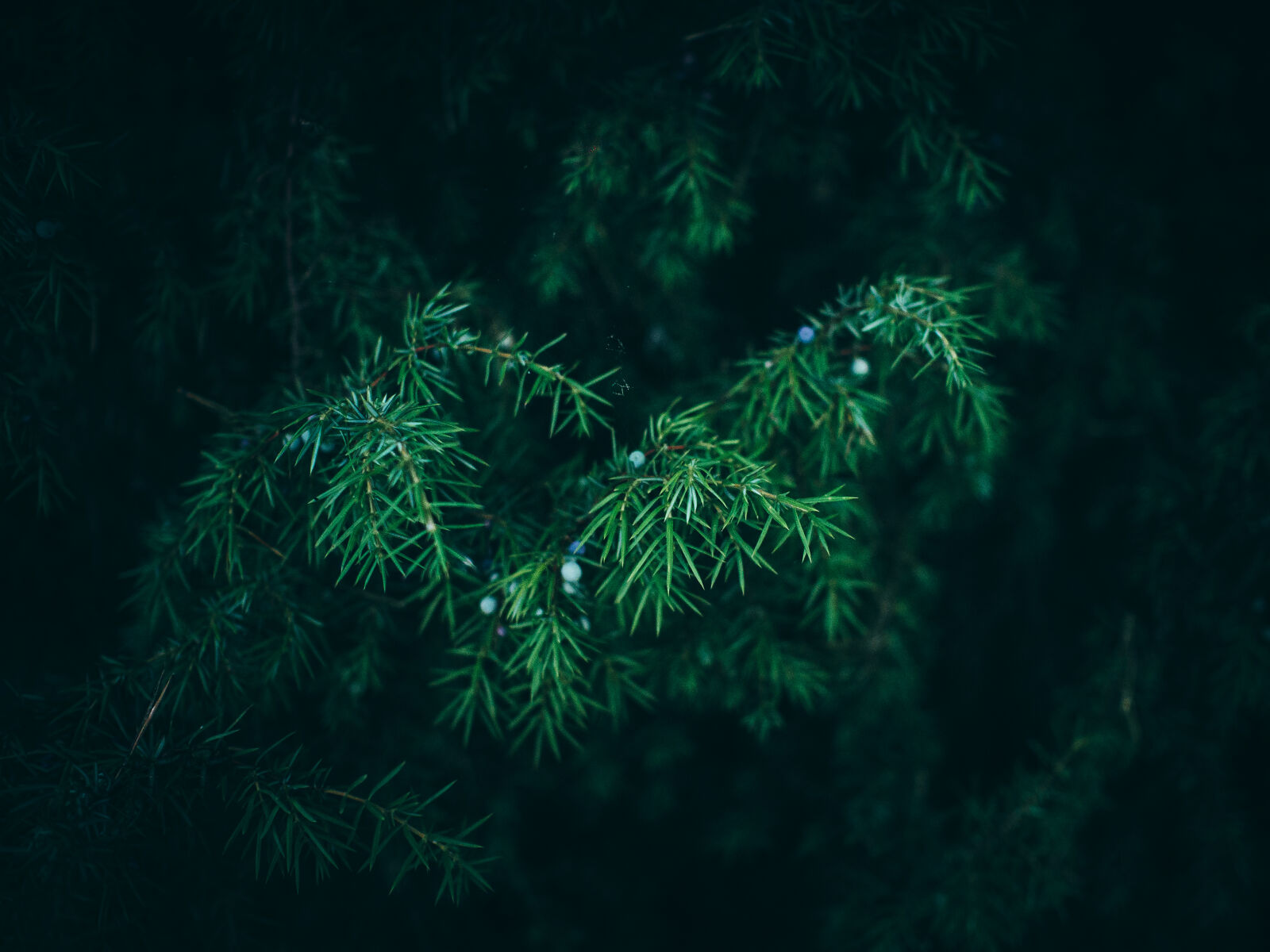 Olympus M.Zuiko Digital 17mm F1.8 sample photo. Bush, conifer, forest, green photography