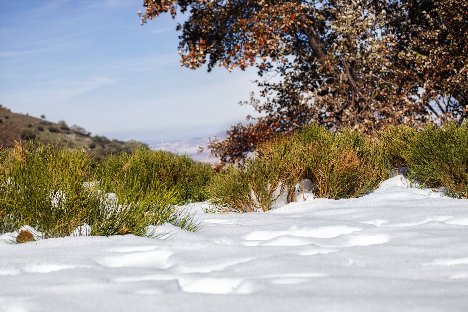 Nikon D3300 sample photo. Snow, forest, vegetation photography