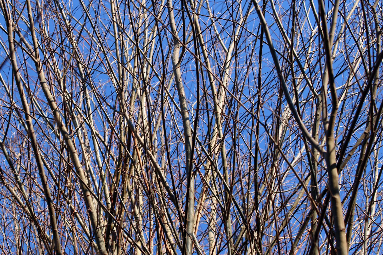 Canon EOS 2000D (EOS Rebel T7 / EOS Kiss X90 / EOS 1500D) sample photo. Branches, aesthetic, sky photography