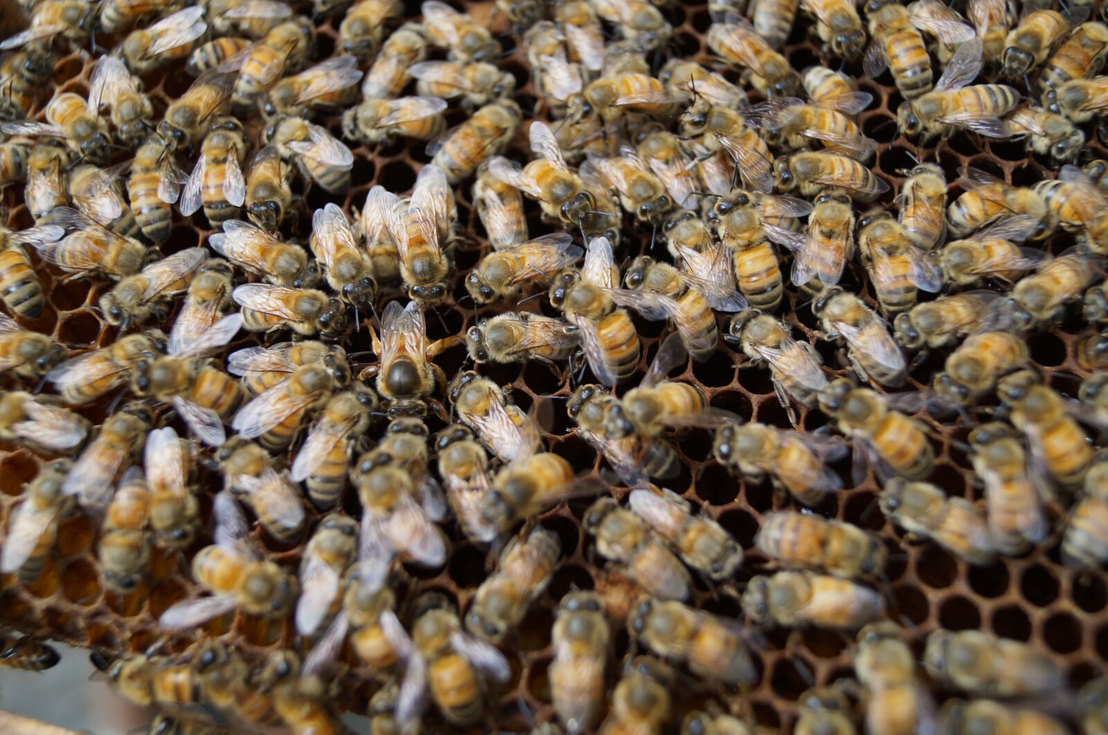 Sony SLT-A37 sample photo. Bees, bee, closeup photography