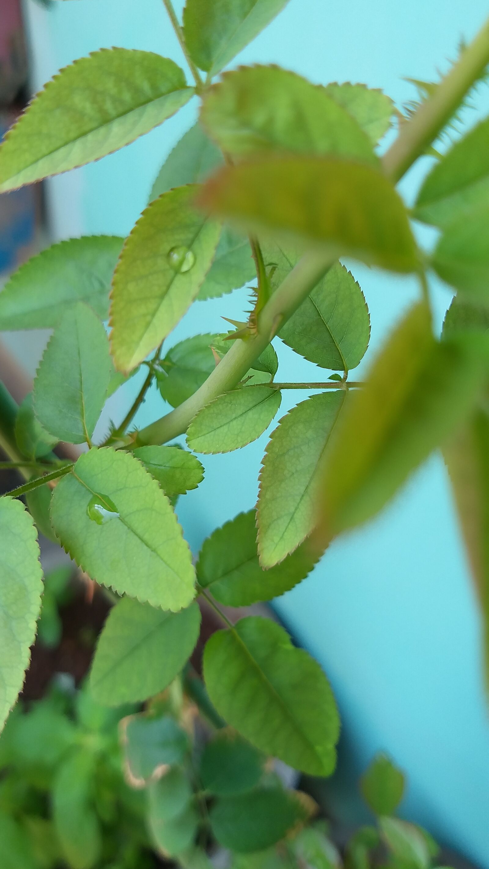 Samsung Galaxy A6+ sample photo. Leaves, rose plant, nature photography