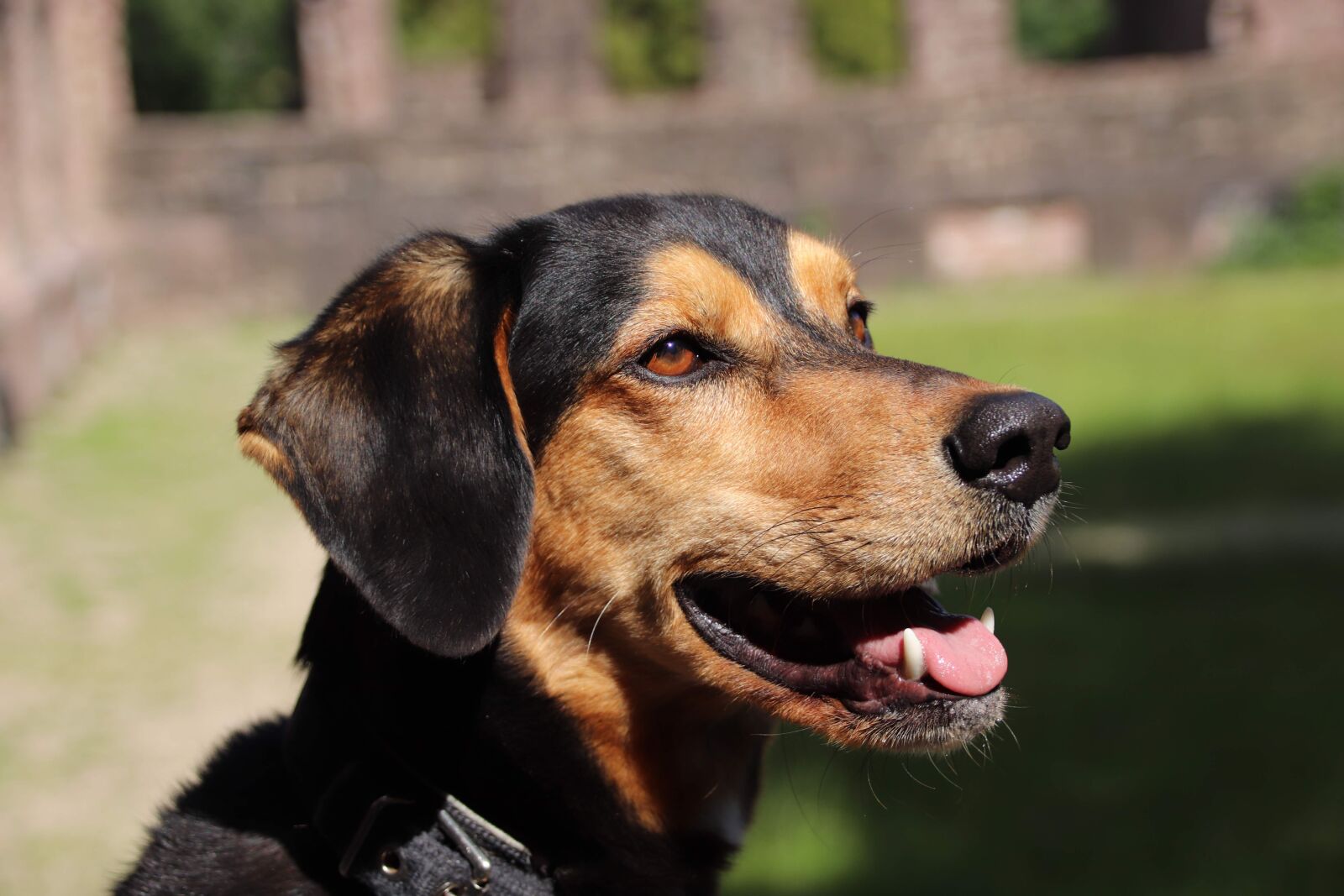 Canon EOS 200D (EOS Rebel SL2 / EOS Kiss X9) sample photo. Pino, dog look, dog photography
