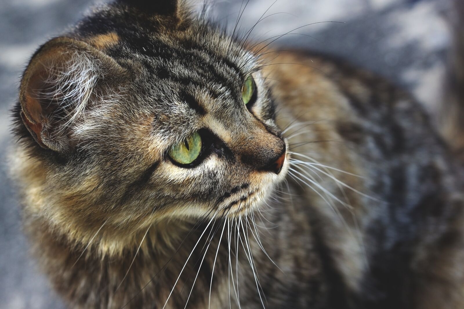 Canon EOS 600D (Rebel EOS T3i / EOS Kiss X5) + Canon EF 50mm F1.8 STM sample photo. Cat, pet, feline photography