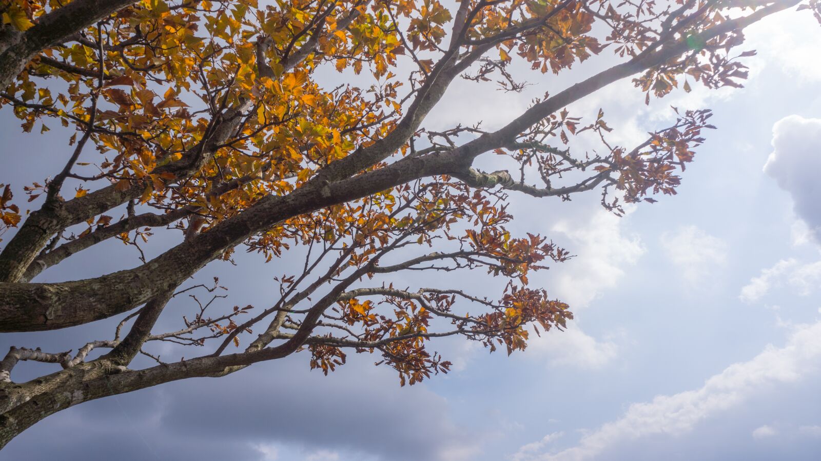 Sony Alpha NEX-5N sample photo. Autumn, autumn leaves, wood photography