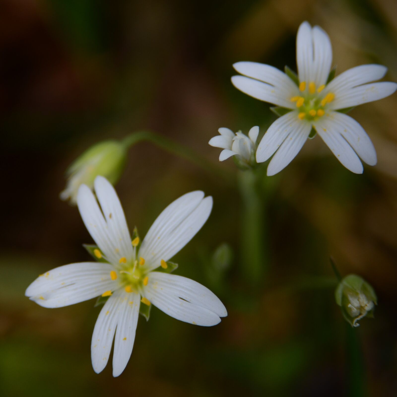Nikon D7000 sample photo. Chickweed, blossom, bloom photography
