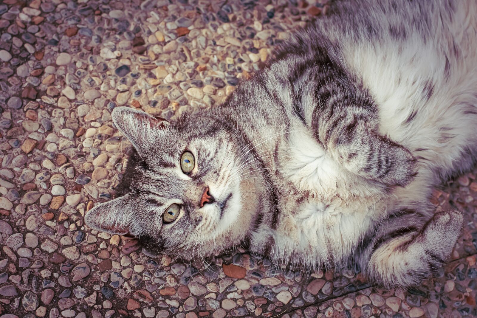 Nikon D7200 sample photo. Cat, satisfied, lying photography