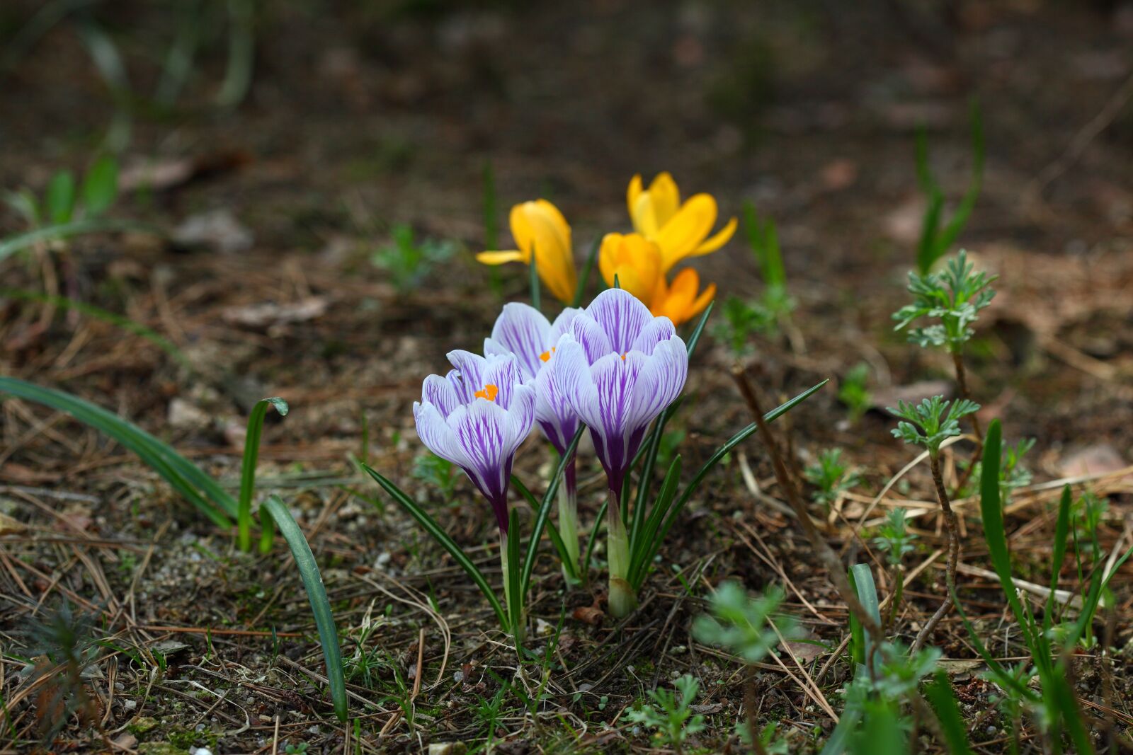 Canon EOS 5D Mark II sample photo. Nature, plants, season photography