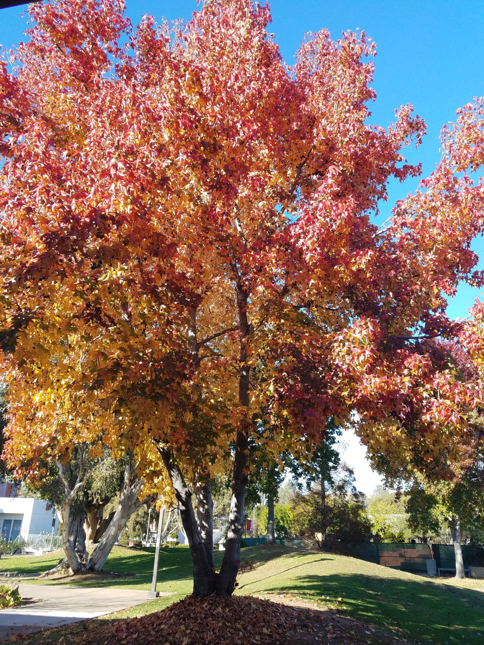 Samsung Galaxy S7 Edge sample photo