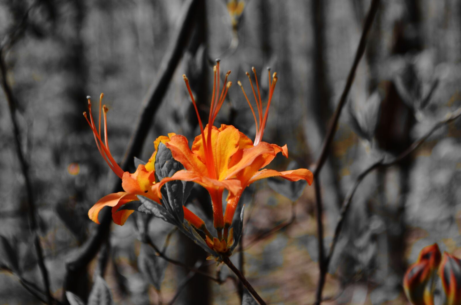 Nikon D5100 sample photo. Flower, nature, summer photography
