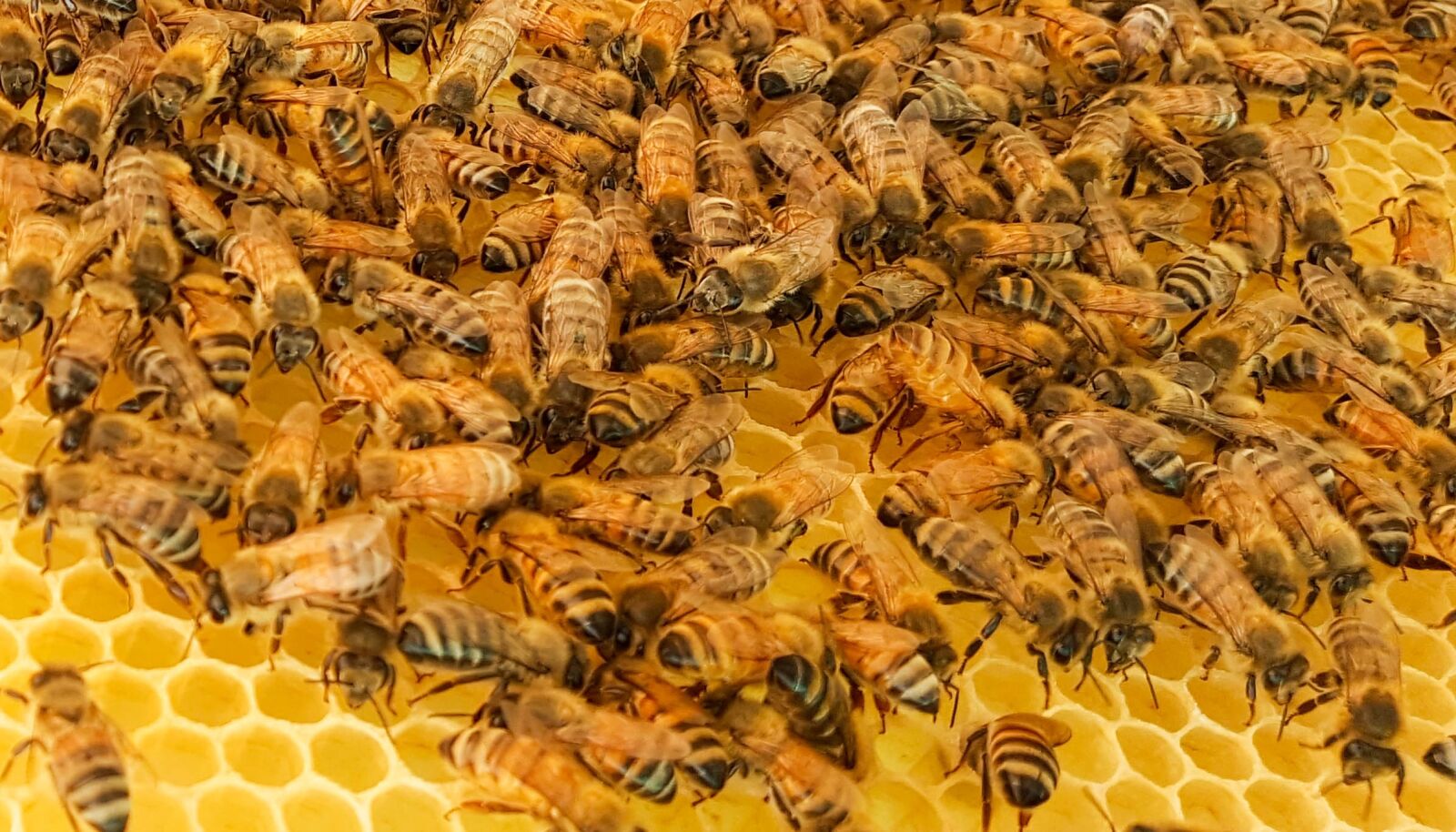 Samsung Galaxy Note5 sample photo. Bee, bees, honey photography