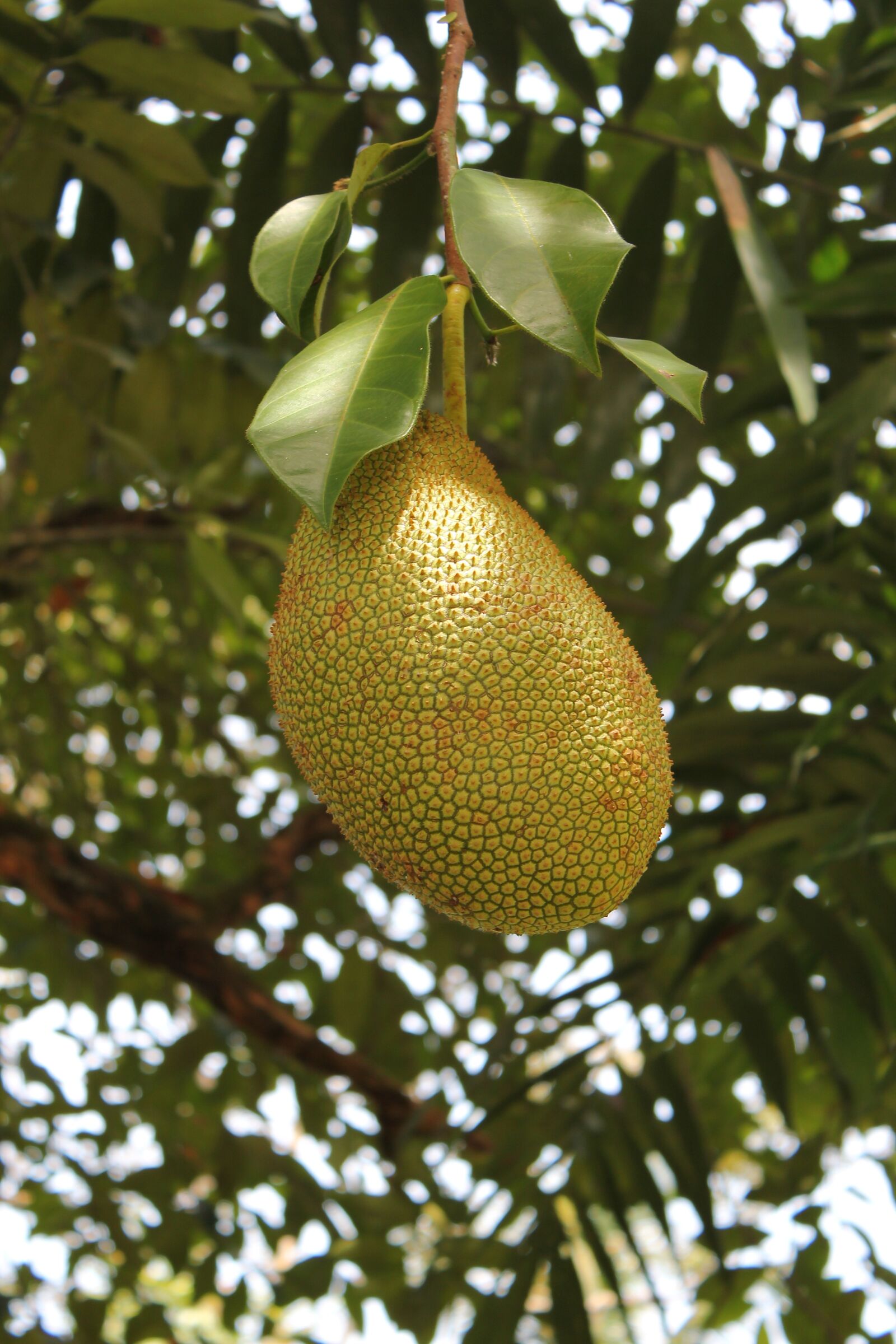 Canon EOS 550D (EOS Rebel T2i / EOS Kiss X4) sample photo. Jackfruit, fruit, fresh photography